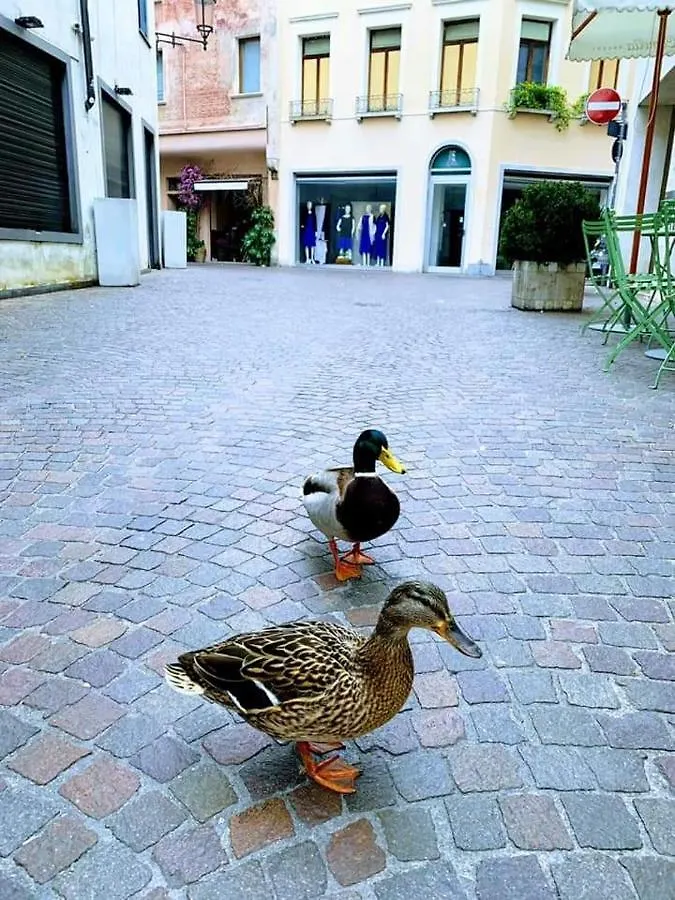 Apartamento La Petite Maison Treviso